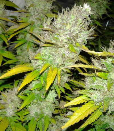 Royal Creamatic Auto — Royal Queen Seeds