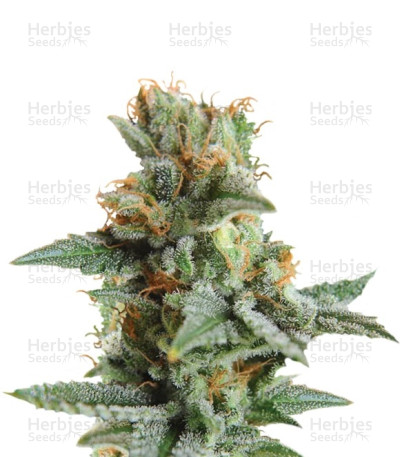 Blueberry Kush Auto
