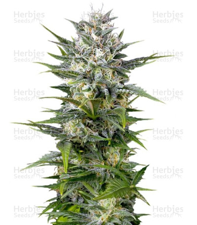 Pineapple Skunk