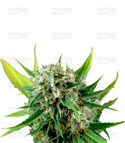 Royale Haze