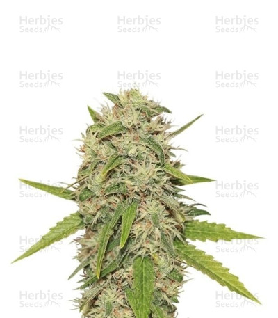 Skunk XL