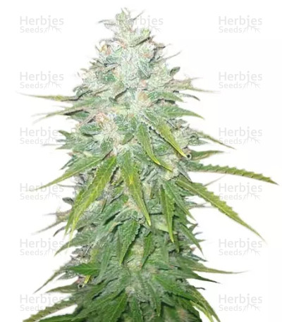 Afghan Kush X Black Domina — World of Seeds