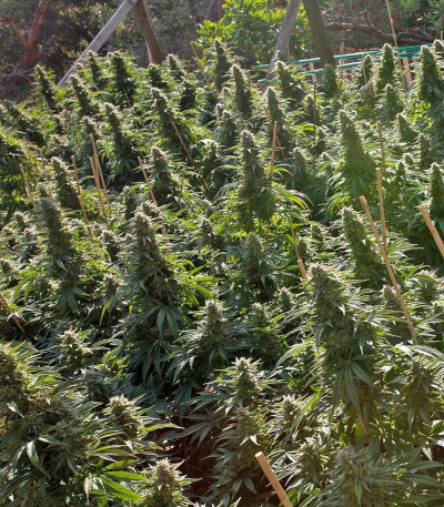 Chemdawg — Humboldt Seeds Organization