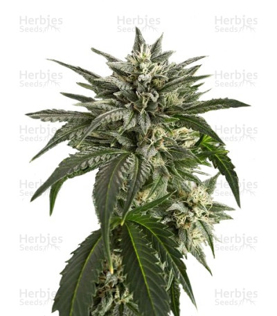 Blue Critical Autoflowering — Dinafem Seeds