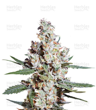 L.A. Amnesia — Paradise Seeds