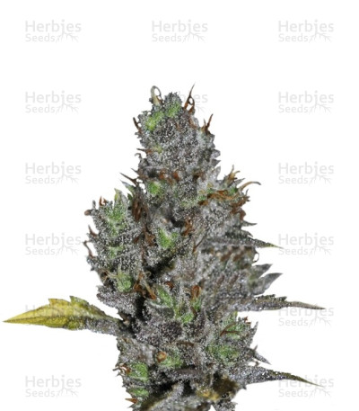 Viagrra — VIP Seeds