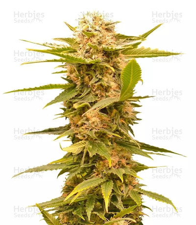 Black Dream — Eva Seeds
