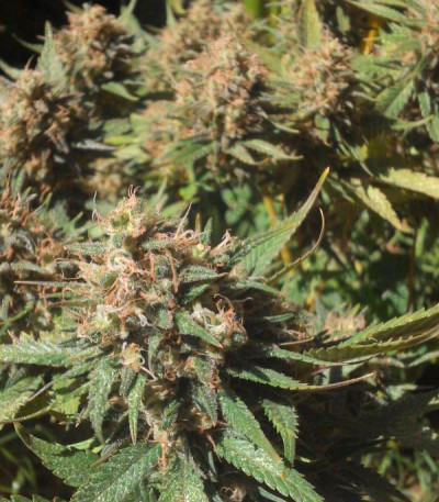 Critical Kali Mist — Delicious Seeds