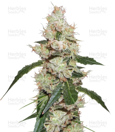 Afghan Kush X White Widow
