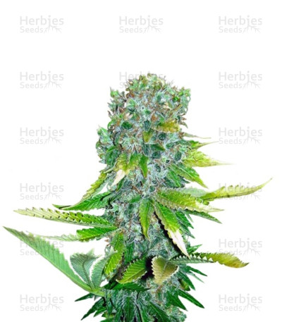 Auto Love Peace — VIP Seeds
