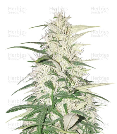 Cherry Kush CBD