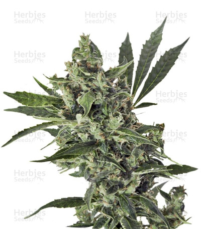 Med GOM 1.0 Auto