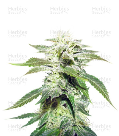 Original White Widow IBL