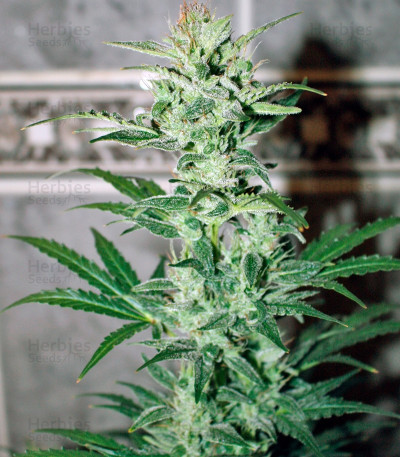 Auto Galaxy — Pyramid Seeds