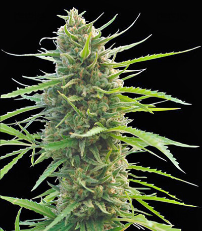 Kilimanjaro — World of Seeds