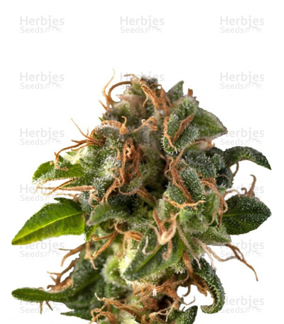 Fresh Candy Auto