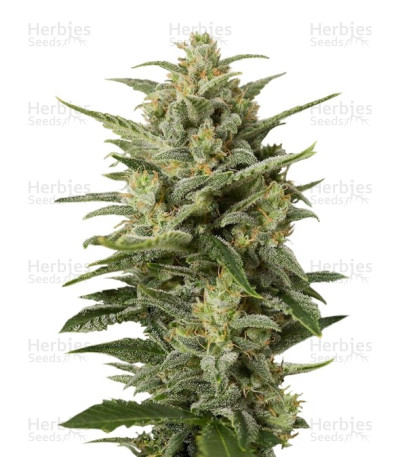 Cheese XXL Auto