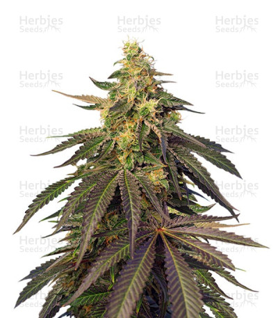 Cream Caramel CBD