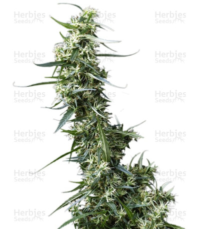 Greenhouse Thai