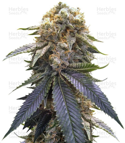Lost Coast Hash Plant — Humboldt Seeds Organization