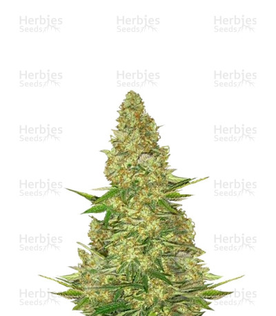 Power VIP — VIP Seeds