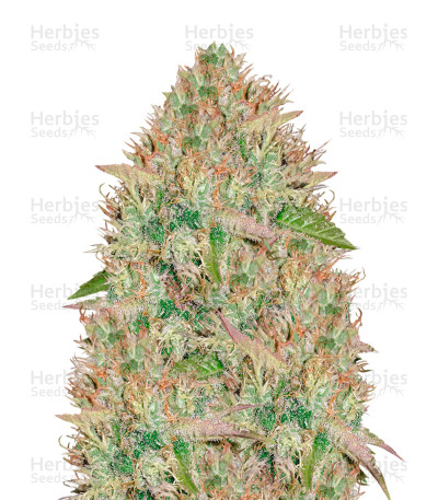Silver Haze