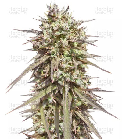 Purple Maroc