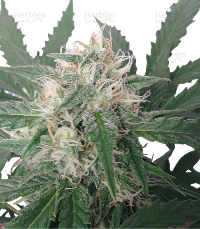 Royal Bluematic Auto — Royal Queen Seeds