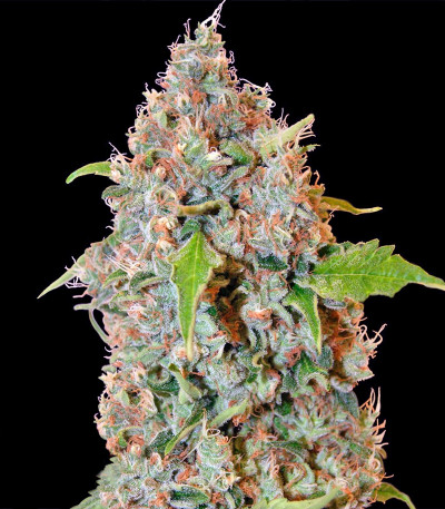 Chronic Thunder — Barney's Farm