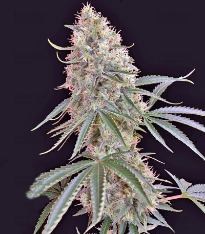 Sin Tra Bajo Auto fem — Barney's Farm