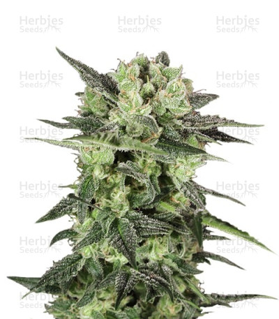 Auto Mk-Ultra — T.H. Seeds