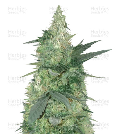 Bud Bud Bling Tingz — Dr Krippling Seeds