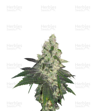 Sweet Deep Grapefruit