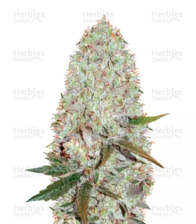 Auto Amnesia Haze — Victory Seeds