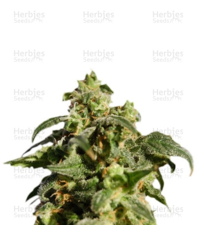 Power Skunk Max Auto
