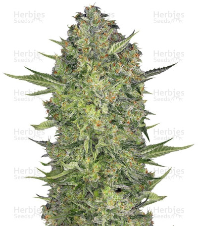 Serious Kush