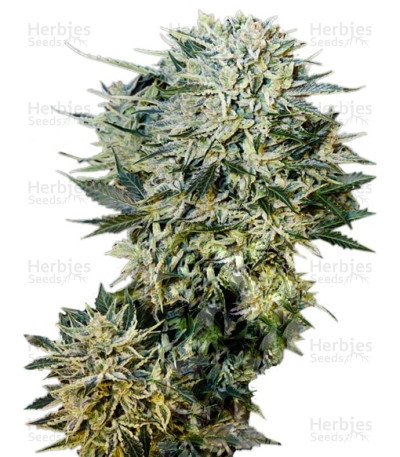 Sugar Gom Auto