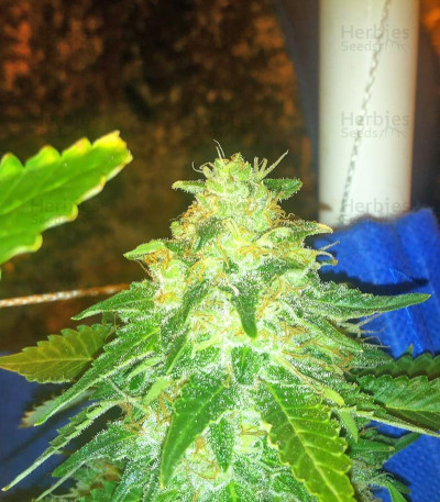 Russian Snow — Vision Seeds