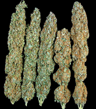Serious Happiness — Serious Seeds