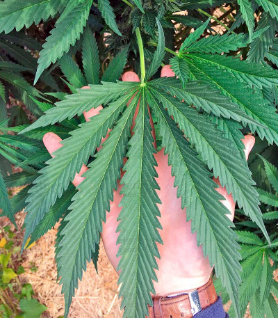 Master Kush — Humboldt Seeds Organization