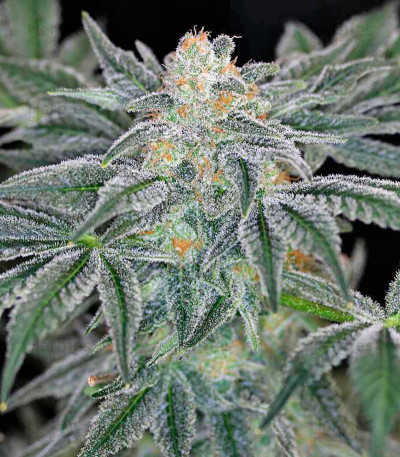 Mazar Kush — World of Seeds