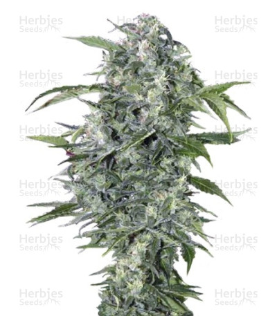 Maxi Haze Auto