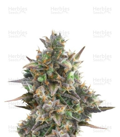 Royal Bluematic Auto