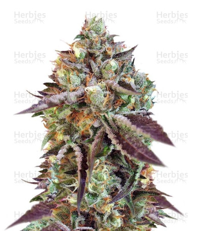 Sweet Nurse Auto CBD