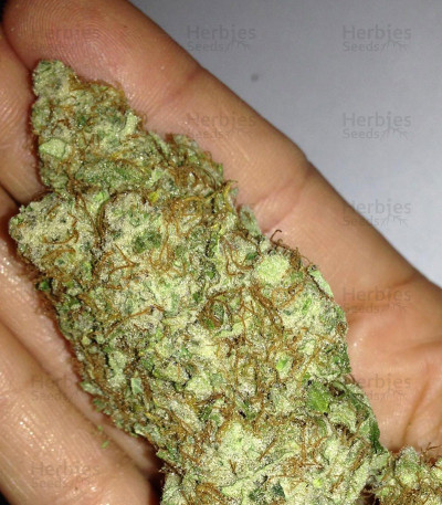 Honey Rock — Sumo Seeds