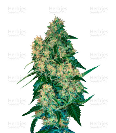 Chingis Khan — VIP Seeds