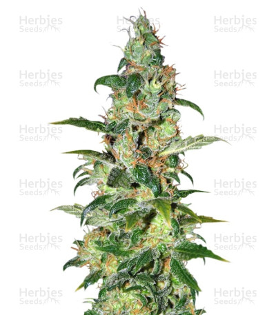 Chronic Haze