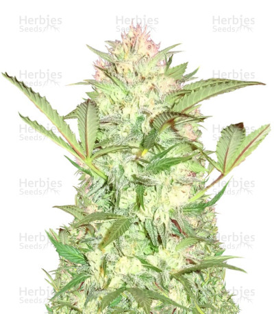 Goji Haze — Sumo Seeds
