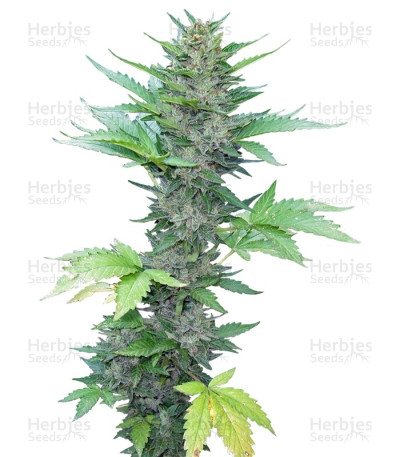 Green Poison Auto