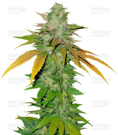 TNT Kush — Eva Seeds